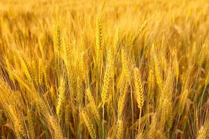 Field with spikelets close up background with wheat spike-lets Free Photo