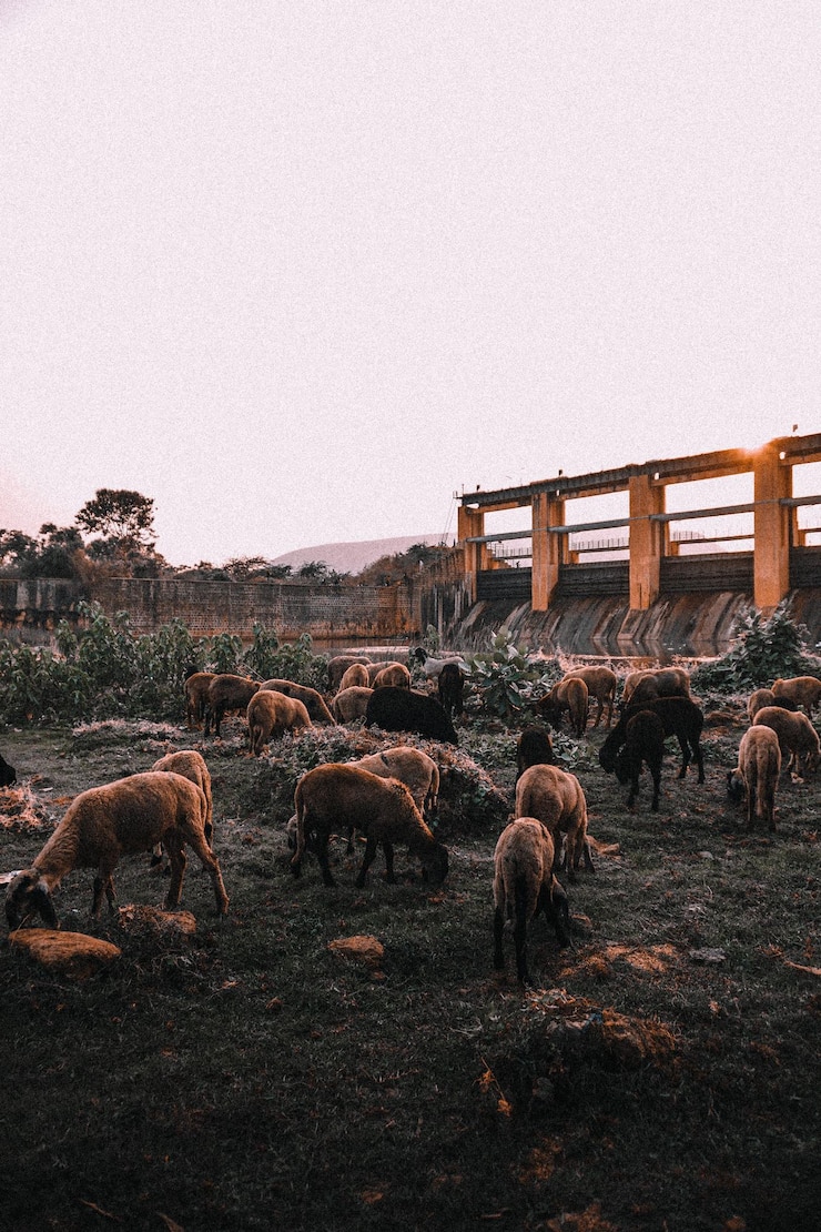 Flock Sheep Eating Grass Near River Sunlight 181624 54450