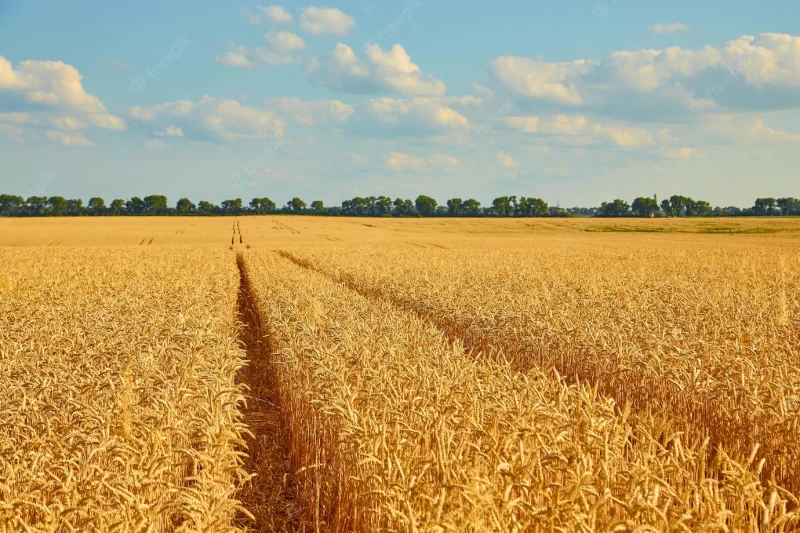 Golden wheat field with blue sky Free Photo