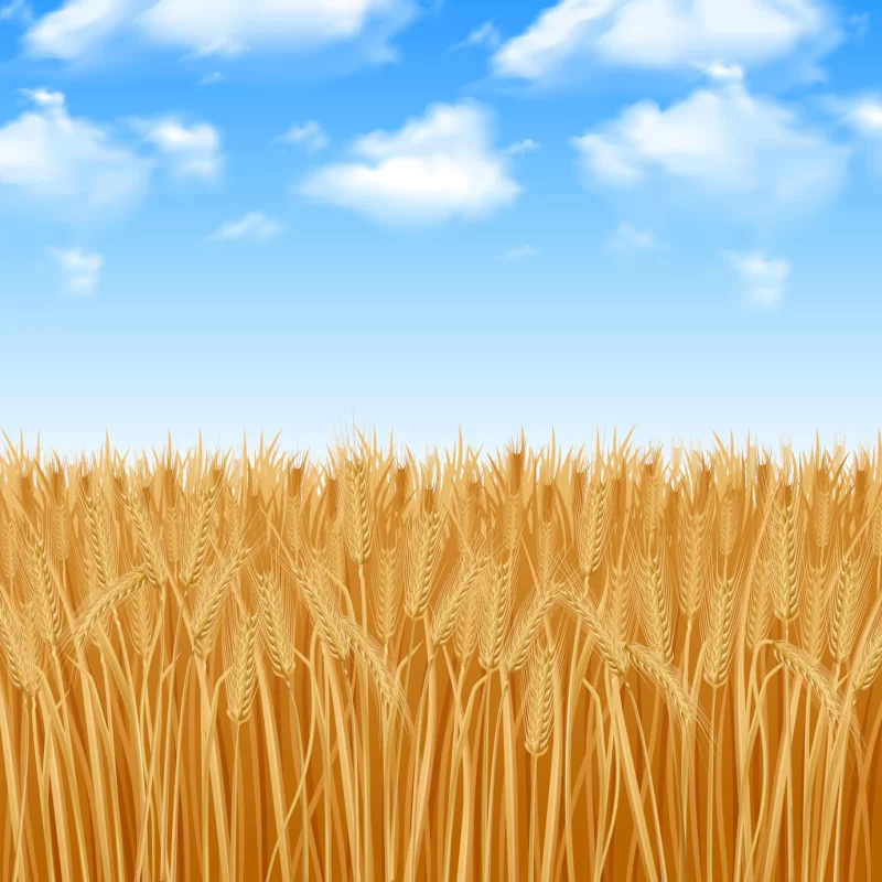 Golden yellow wheat field and summer sky background Free Vector