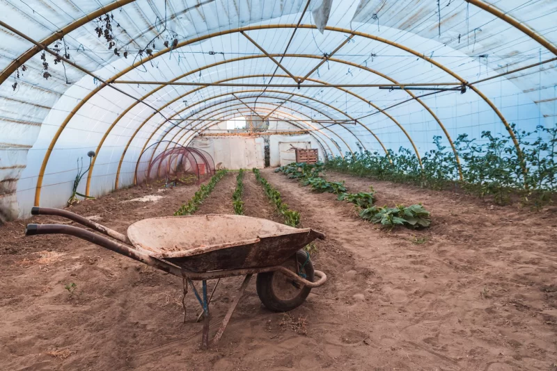 Greenhouse of plants and an old wheelbarrow Free Photo