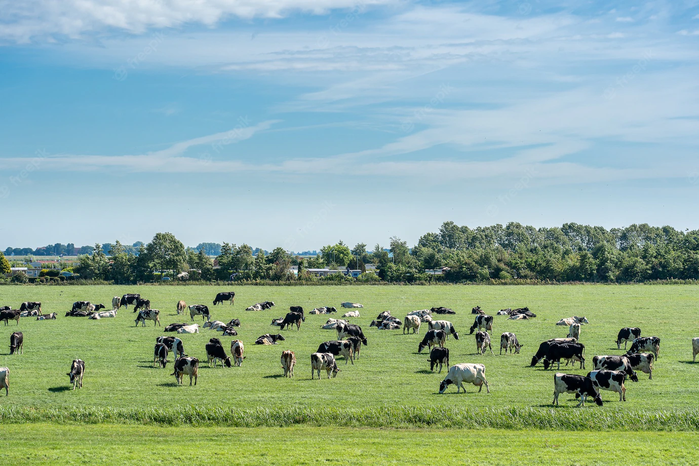 Herd Cattle Grazing Fresh Meadow Blue Sky With Clouds 181624 46110