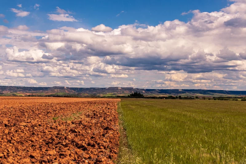 Horizontal shot of sunflower cropland and a field under the cloudy sky Free Photo