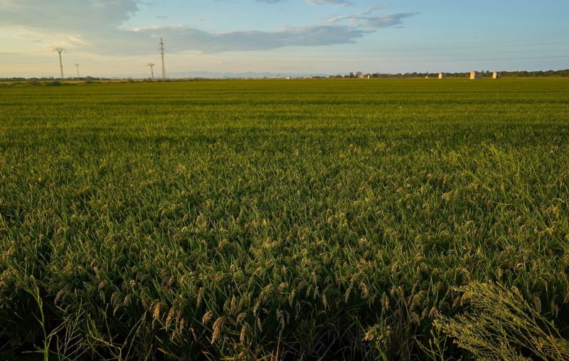 Large green rice field with green rice plants in rows in Valencia sunset Free Photo