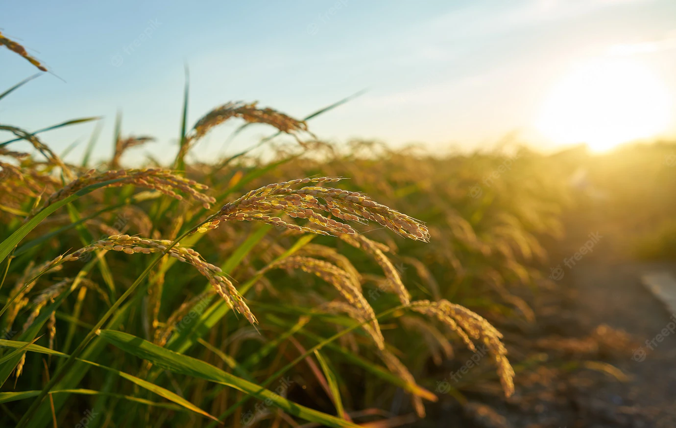 Large Green Rice Field With Green Rice Plants Rows 181624 28862