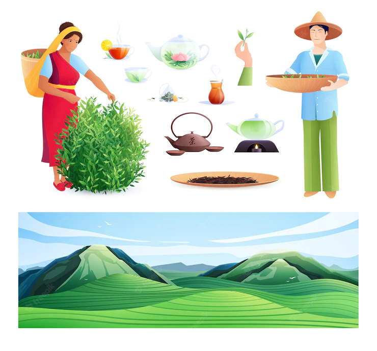 Natural Tea Production Flat Set Indian Woman Chinese Man Busy Harvesting Vector Illustration 1284 73532