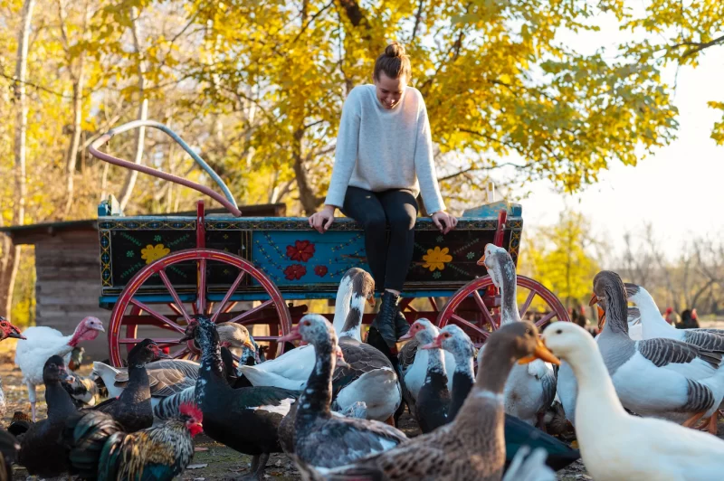 People taking care of the farm Free Photo