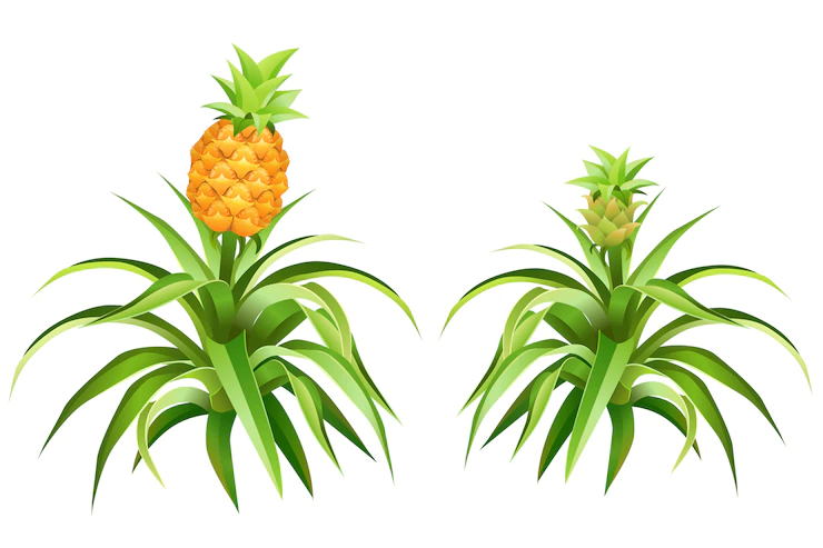 Pineapple Tree With Fruits Leaves 105738 489