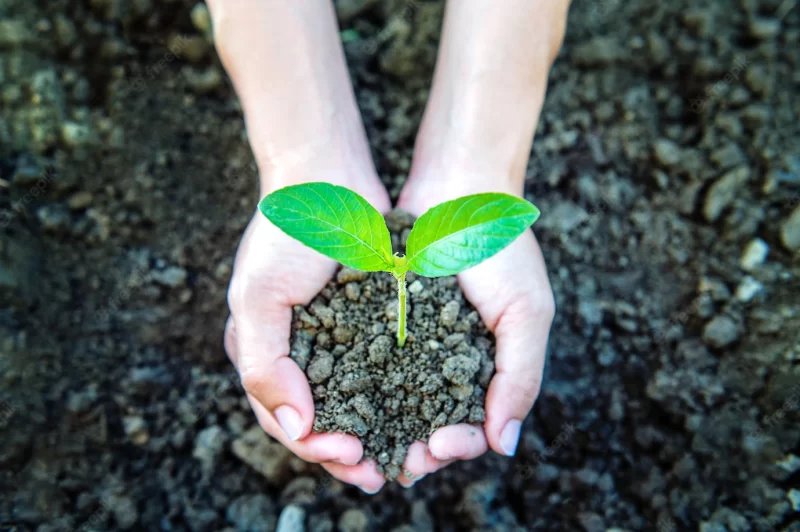 Plant in the hands. Free Photo