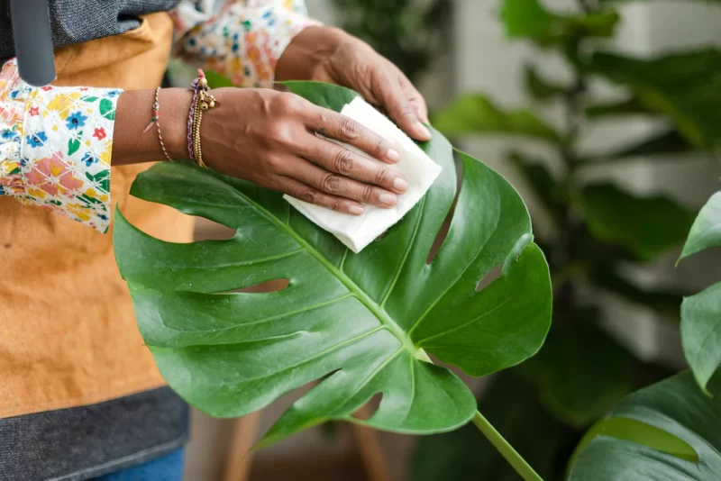 Plant shop owner cleaning the leaf of potted plant Free Photo