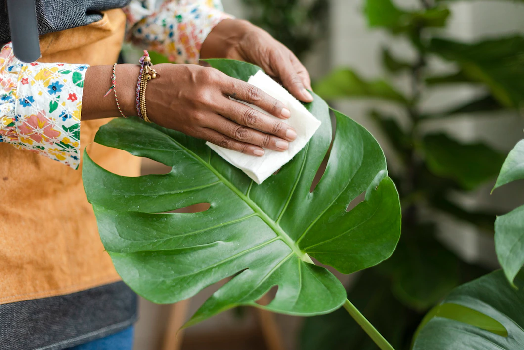 Plant Shop Owner Cleaning Leaf Potted Plant 53876 130025