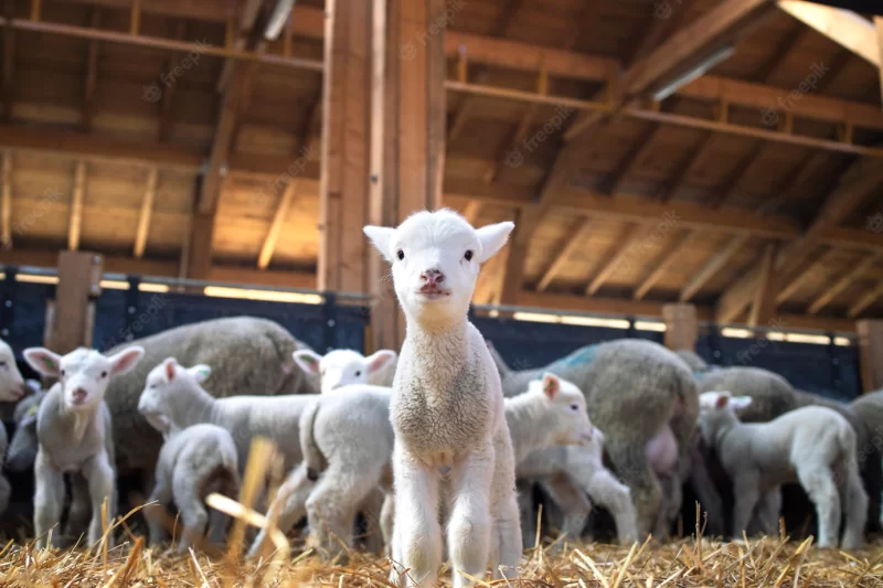 Portrait of lovely lamb staring at the front in cattle barn Free Photo