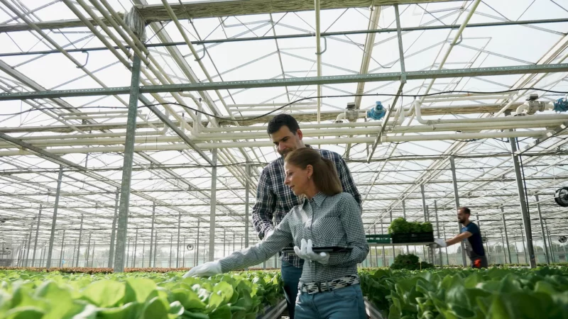 Rancher agronomist man explaining vegetable production to businesswoman analyzing organic salad during agricultural season. businesspeople working in hydroponics greenhouse plantation Free Photo