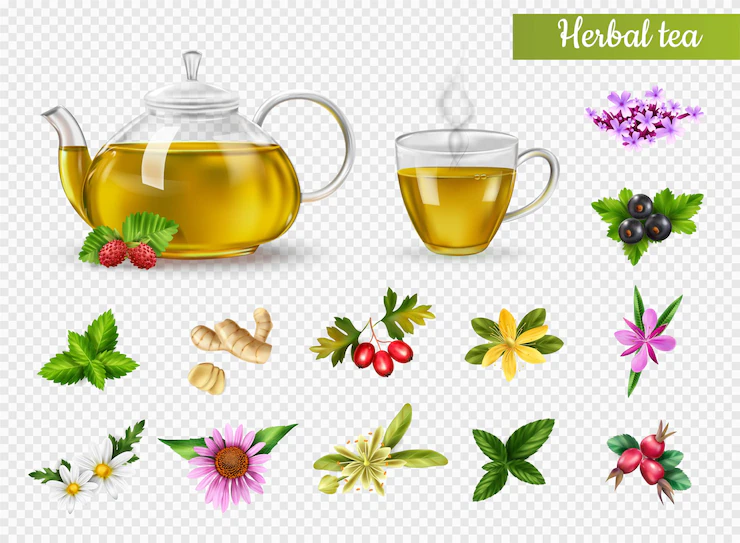 Realistic Cup Pot Hot Herbal Tea Various Herbs Flowers Isolated Transparent Background Vector Illustration 1284 68350