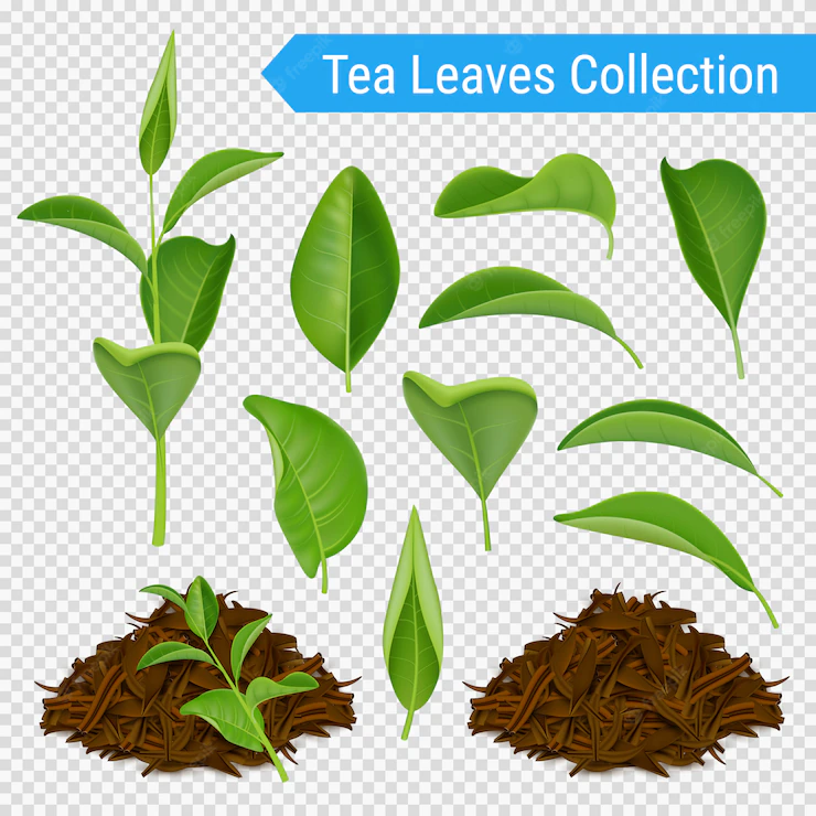 Realistic tea leaves transparent set Free Vector