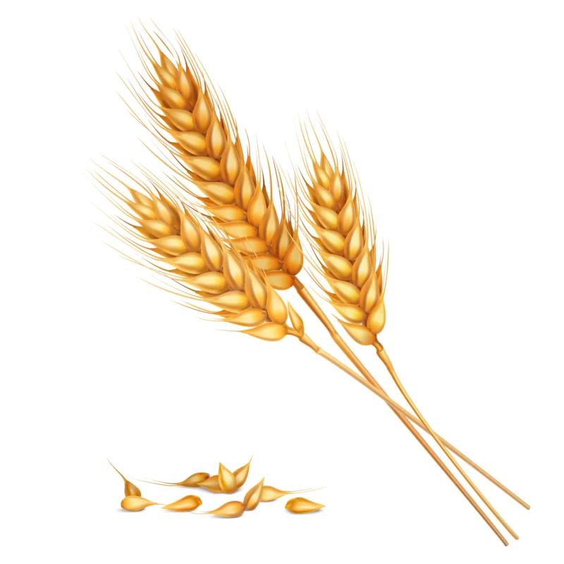 Realistic wheat composition Free Vector