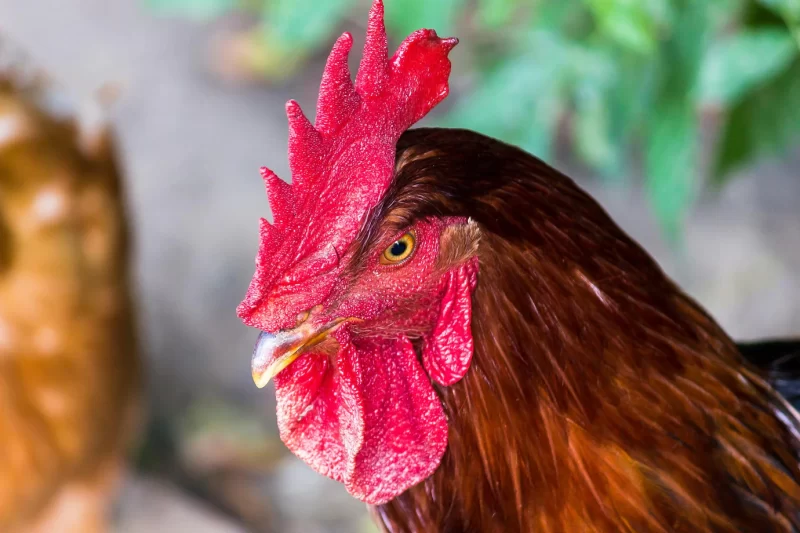 Rooster on a farm Free Photo