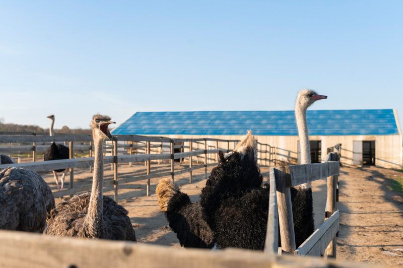 Rural life lifestyle growing ostriches Free Photo