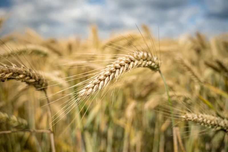 Selective focus shot of barley plants behind the field Free Photo