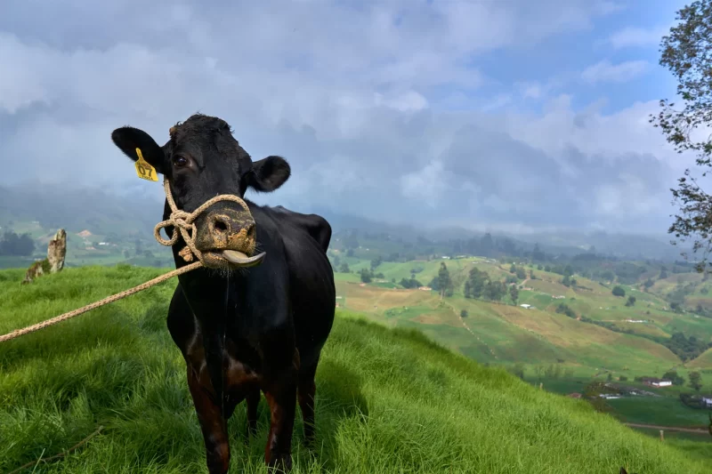 Selective focus shot of a black cow in a grassy field under a cloudy sky Free Photo