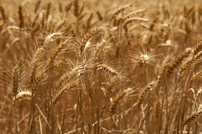 Selective focus shot of golden ears of wheat in a field Free Photo