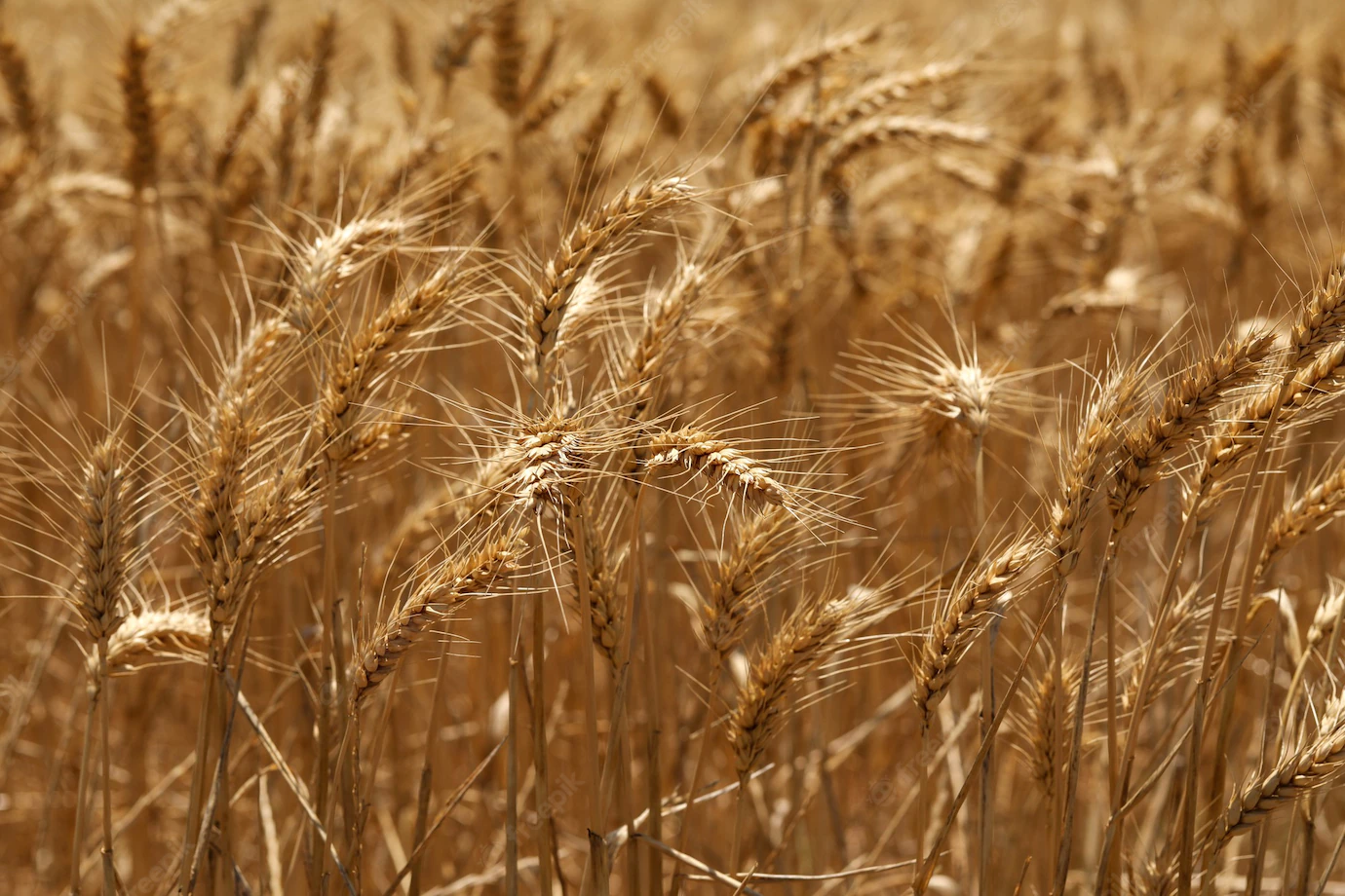 Selective Focus Shot Golden Ears Wheat Field 181624 36366