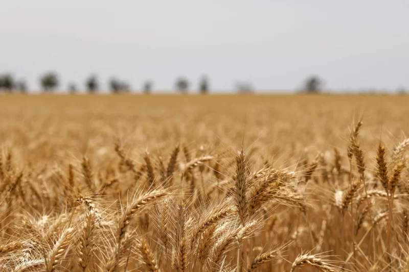 Selective focus shot of golden ears of wheat in a field Free Photo