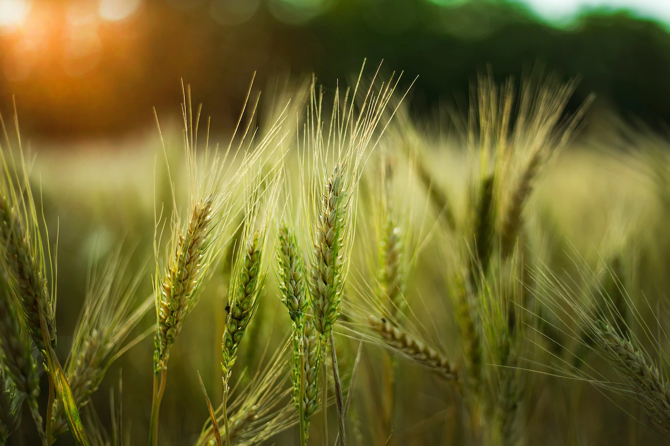 Selective Focus Shot Some Wheat Field 181624 4843