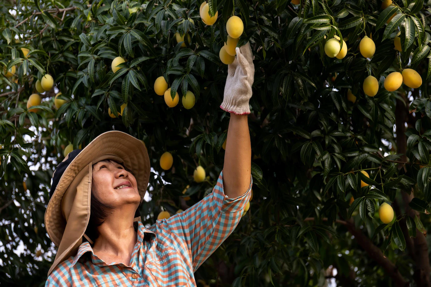 Senior Asian Farmer Harvesting Fresh Sweet Yellow Marian Plums Gandaria Fruit Maprang Mayongchit Exotic Tropical Fruits 658552 20