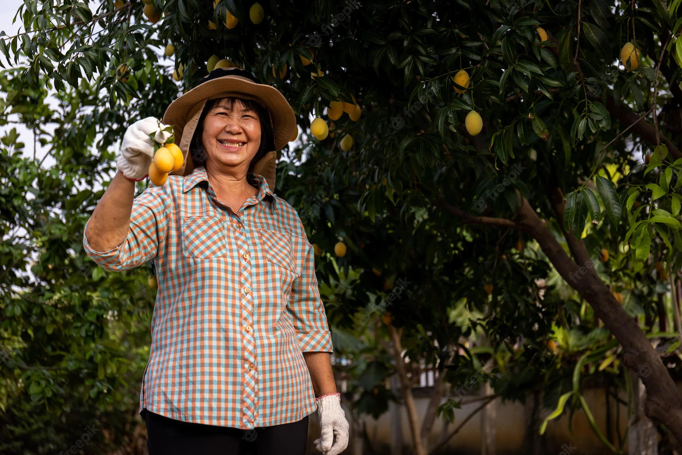 Senior Asian Farmer Harvesting Fresh Sweet Yellow Marian Plums Gandaria Fruit Maprang Mayongchit Exotic Tropical Fruits 658552 22