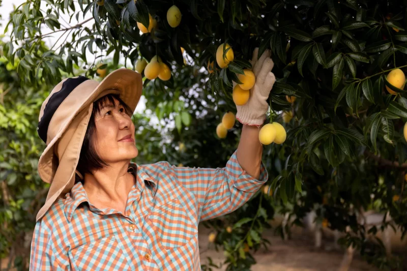 Senior asian farmer harvesting fresh sweet yellow marian plums or gandaria fruit maprang or mayong-chit exotic tropical fruits Free Photo