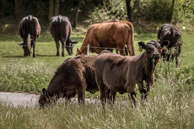 Several black cows pasturing in the large grassland in the morning Free Photo