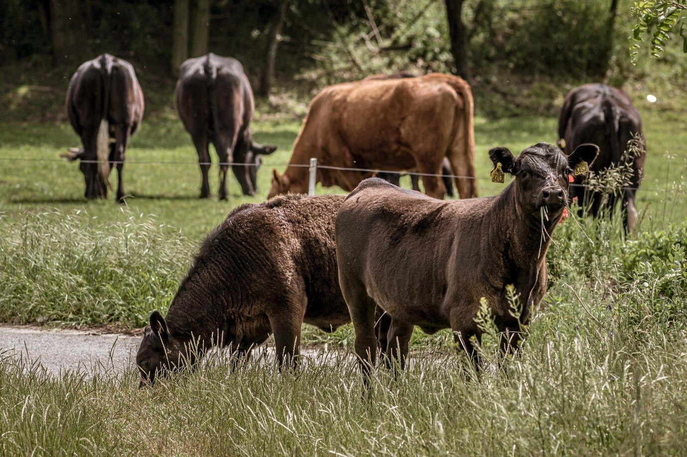 Several Black Cows Pasturing Large Grassland Morning 181624 45290