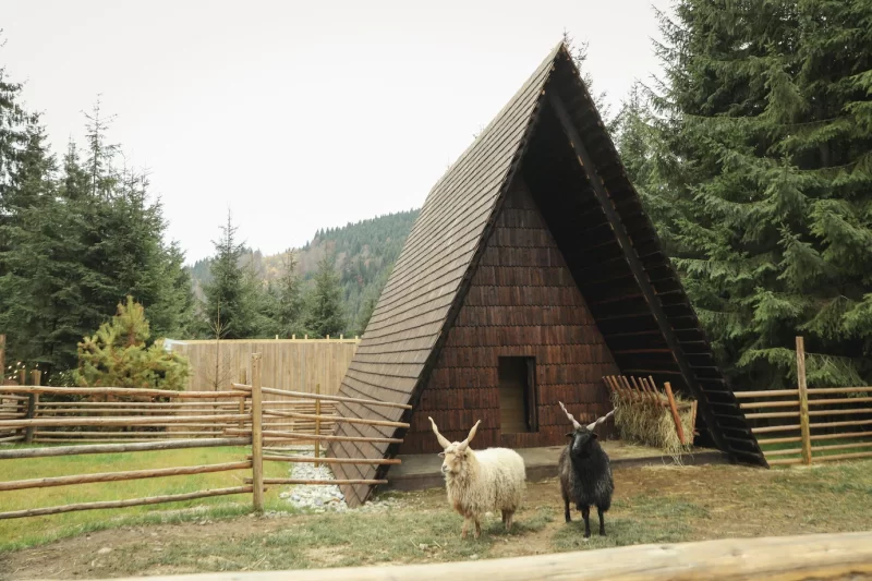 Sheep with spiral horns or racka sheep Free Photo