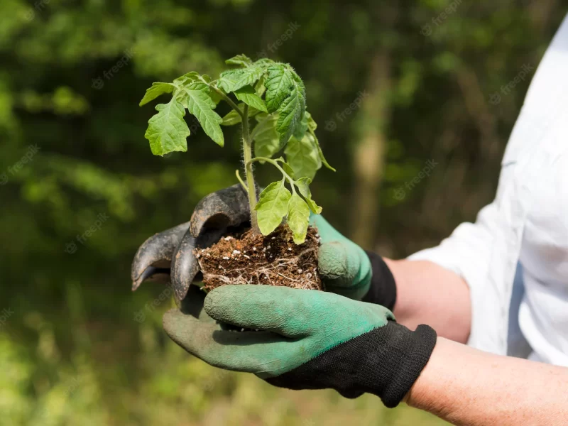 Side view woman holding a little plant in her arms Free Photo