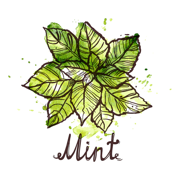 Sketch Mint Leaf 98292 998