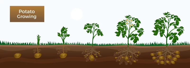 Stages of potato growing illustration Free Vector