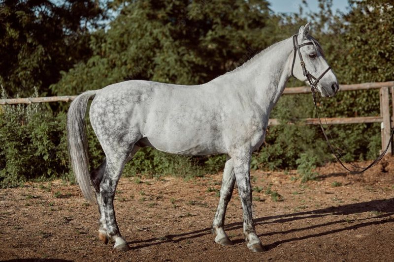 Thoroughbred horse in a pen outdoors. white horse side view Free Photo