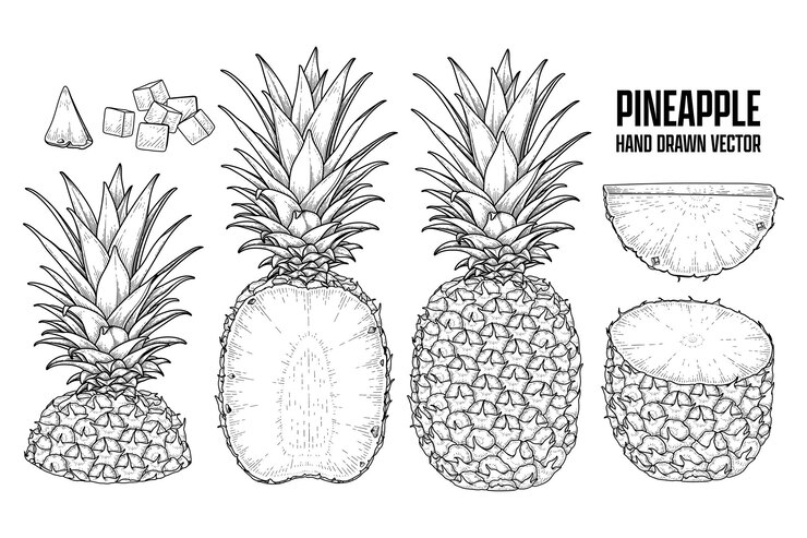 Tropical Plant Pineapple Hand Drawn Sketch Vector Botanical Illustrations 37827 1087