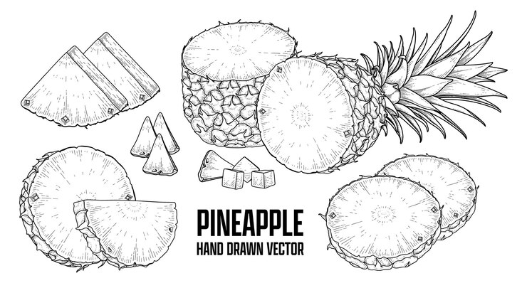 Tropical Plant Pineapple Hand Drawn Sketch Vector Botanical Illustrations 37827 1090