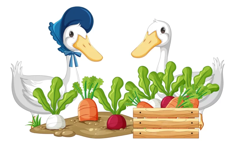 Two ducks and vegetables in the garden Free Vector