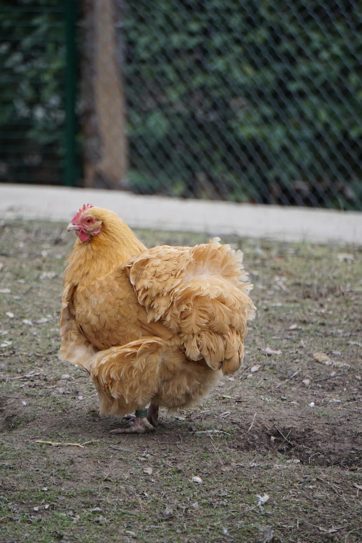 Vertical Shot Brown Hen Farm 181624 56438