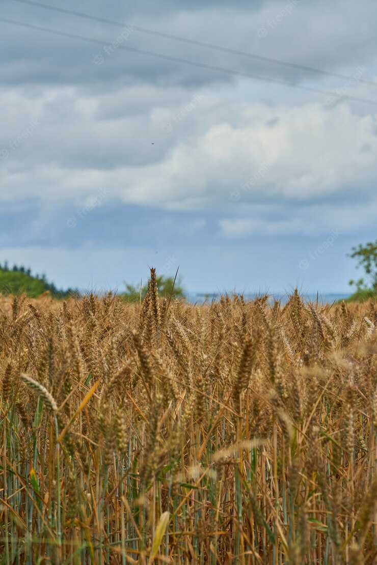 Vertical Shot Wheat Field Cloudy Day 181624 41311