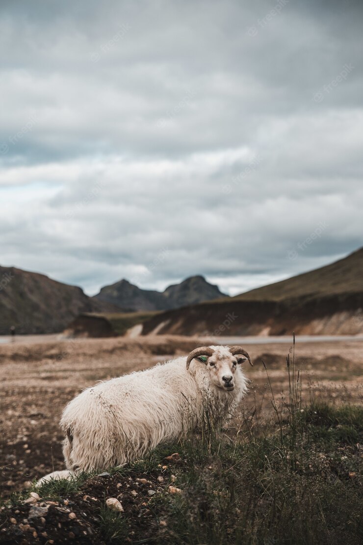 Vertical Shot White Sheep Grazing Pasture Cloudy Sky 181624 47556