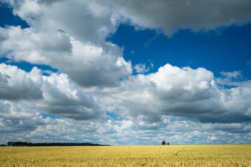 Wheat field in a rural area under the cloudy sky Free Photo