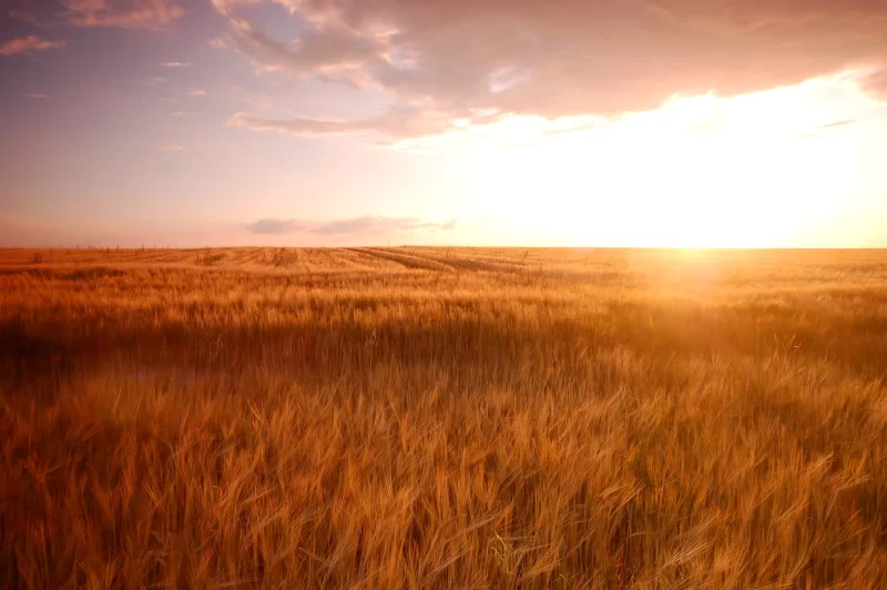 Wheat-field at sunset Free Photo