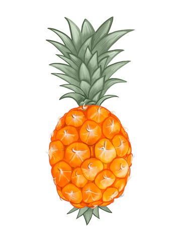 Whole Fresh Tropical Pineapple Illustration 53876 43000