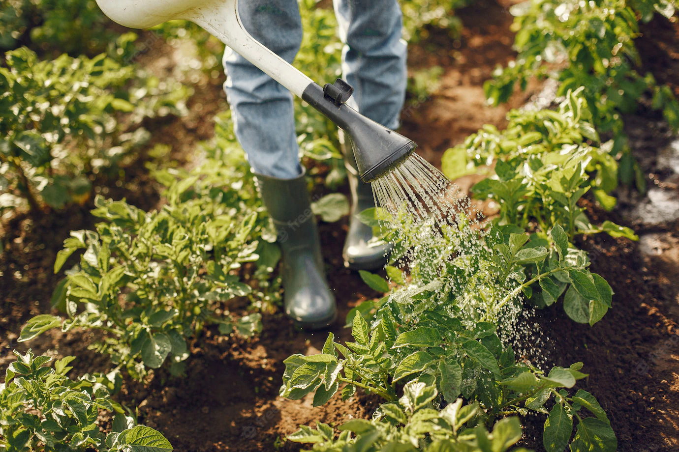 Woman Hat Holding Funnel Works Garden 1157 38529