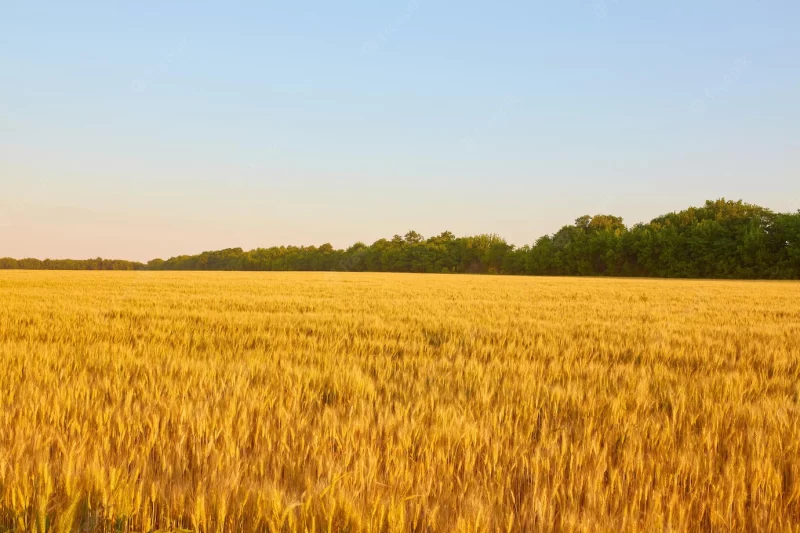 Yellow wheat field and dark blue sky Free Photo