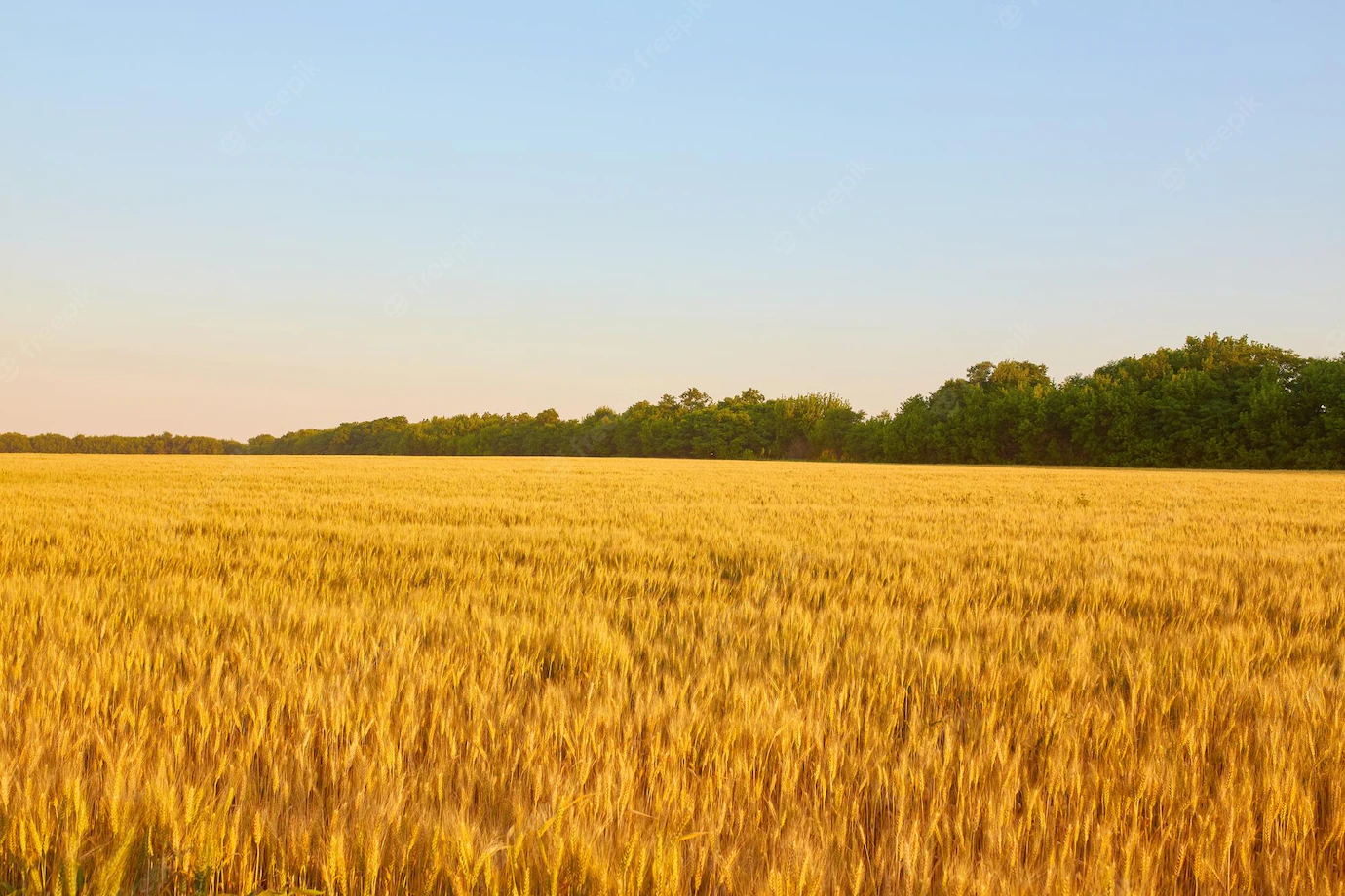 Yellow Wheat Field Dark Blue Sky 661209 267